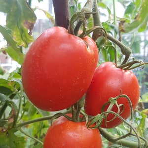 Alice Egypt tomato 15+ seeds