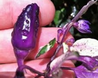10x Purple Flash Chilli Seeds