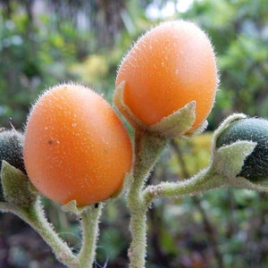 Op de afbeelding: Close-up van een tak met drie oranje vruchten en één groene vrucht. De vruchten zijn rond en hebben een pluche textuur.