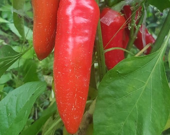 Peperoncino Jalapeno gigante 10+ semi