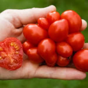 Reise tomato 15+ seeds