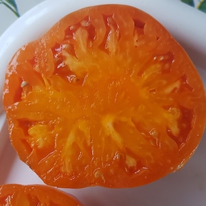 Ozark Orange Beefsteak 15+ tomato seeds
