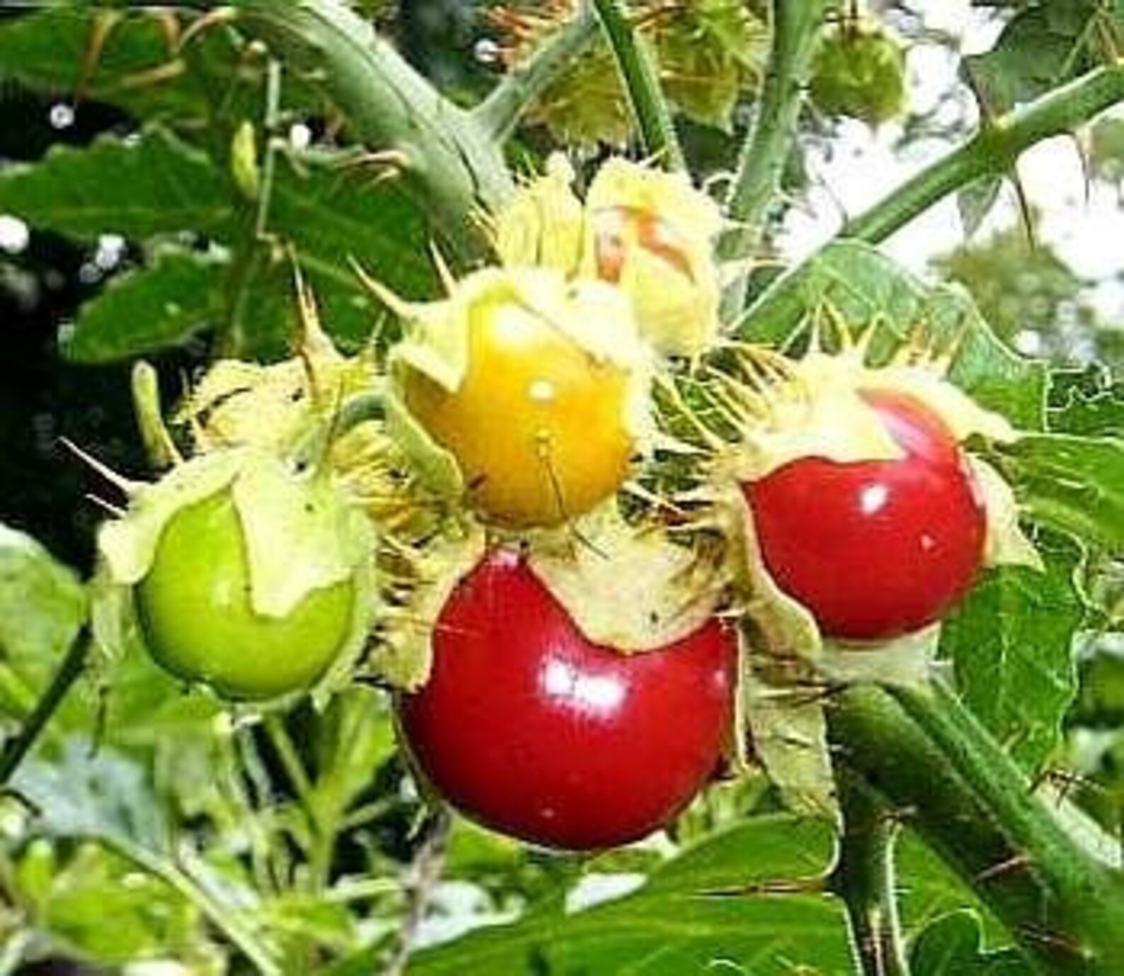 Litchi Tomato 15 organic fresh seeds | Etsy