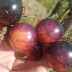 Amethyst Jewel tomato 10+ seeds
