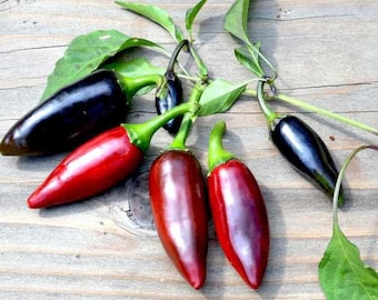 Hongaarse zwarte peper/paprika 10+ zaden