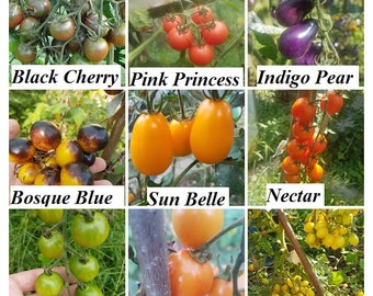 Juego de 9 semillas de tomate cherry