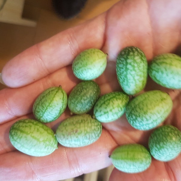 Cucamelon 15+ seeds, mexican sour gherkin, Melothria scabra, mouse melon