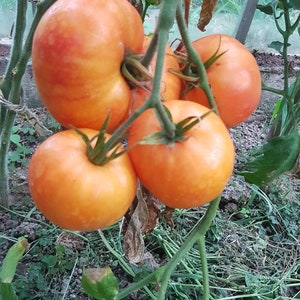 Lucky Cross tomato 15+ seeds