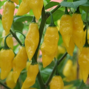 Habanero Neon Yellow chilli 10+ seeds
