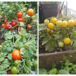 Puede incluir: Dos plantas de tomate, una con tomates rojos y otra con tomates amarillos. La planta de tomate rojo está creciendo en el suelo, mientras que la planta de tomate amarillo está creciendo en una maceta.