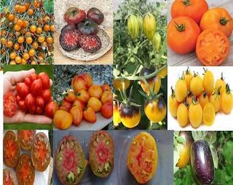 23 variedades de tomate tradicionales, semillas orgánicas