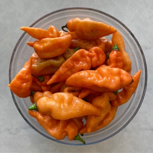 Habanada chilli 10+ seeds