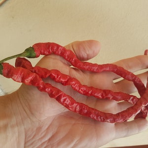 Thunder Mountain Longhorn chilli seeds