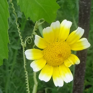 Shungiku - 50 Samen - essbare Chrysantheme
