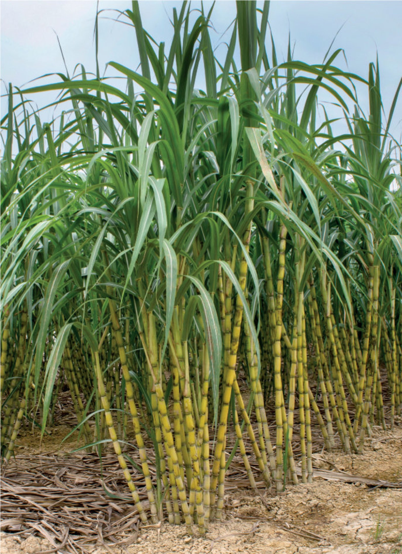 Г сахарный тростник. Сахарный тростник. Сахарный тростник растение. Монако сахарный тростник. Сахарный тростник в Индии.