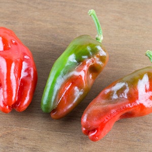 Pimento de Padron - Tapas chilli 10+ seeds