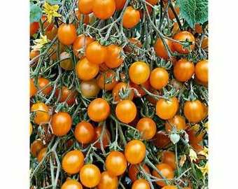 Blondkopfchen cherry 15+ tomato seeds