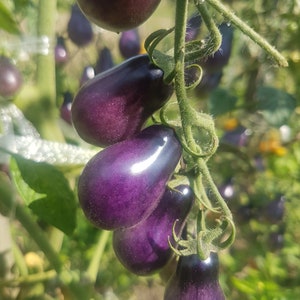 Peut inclure: Une grappe de tomates anciennes de couleur pourpre foncé suspendues à une vigne. Les tomates sont lisses et brillantes, d'une couleur pourpre foncé.