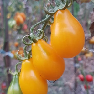 yellow pear 15+ cherry tomatoes seeds
