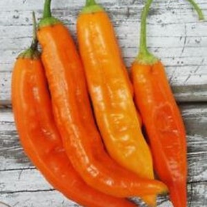 Peperoncino Aji Amarillo 10+ semi