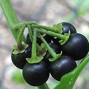 Wonderberry 15+ seeds