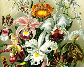 Haeckel's Orchids Wooden Jigsaw Puzzles For Adults, 472 Pieces, Made in the USA by Nautilus Puzzles® Flower Puzzle, Heirloom Gift For Mom