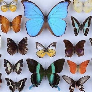 Wooden Jigsaw Puzzles For Adults - Butterfly Collection (77 Pieces) Mini Wooden Photo Puzzle. Made in the USA by Nautilus Puzzles®