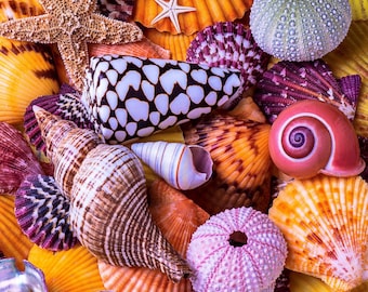 Wooden Jigsaw Puzzles For Adults - Ocean Treasures 145 Pieces Made in the USA by Nautilus Puzzles® Summer Style Puzzle, Whimsy Pieces