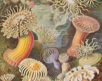 Sea Anemones by Ernst Haeckel , Wooden Jigsaw Puzzles For Adults, 288 Pieces by Nautilus Puzzles®  Shaped Puzzle, Galentine Gift, Challenge