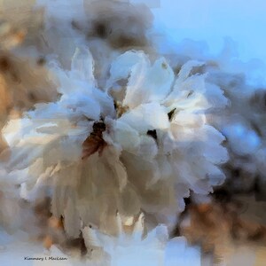 Magnolia Impressions