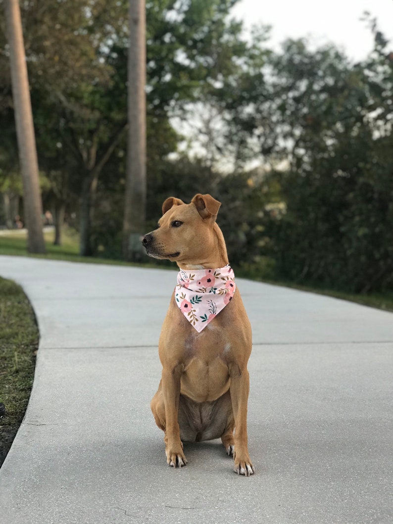 Pet Bandana and Bow /Spring Dog Bandana/Flower Bandana/Pink Etsy