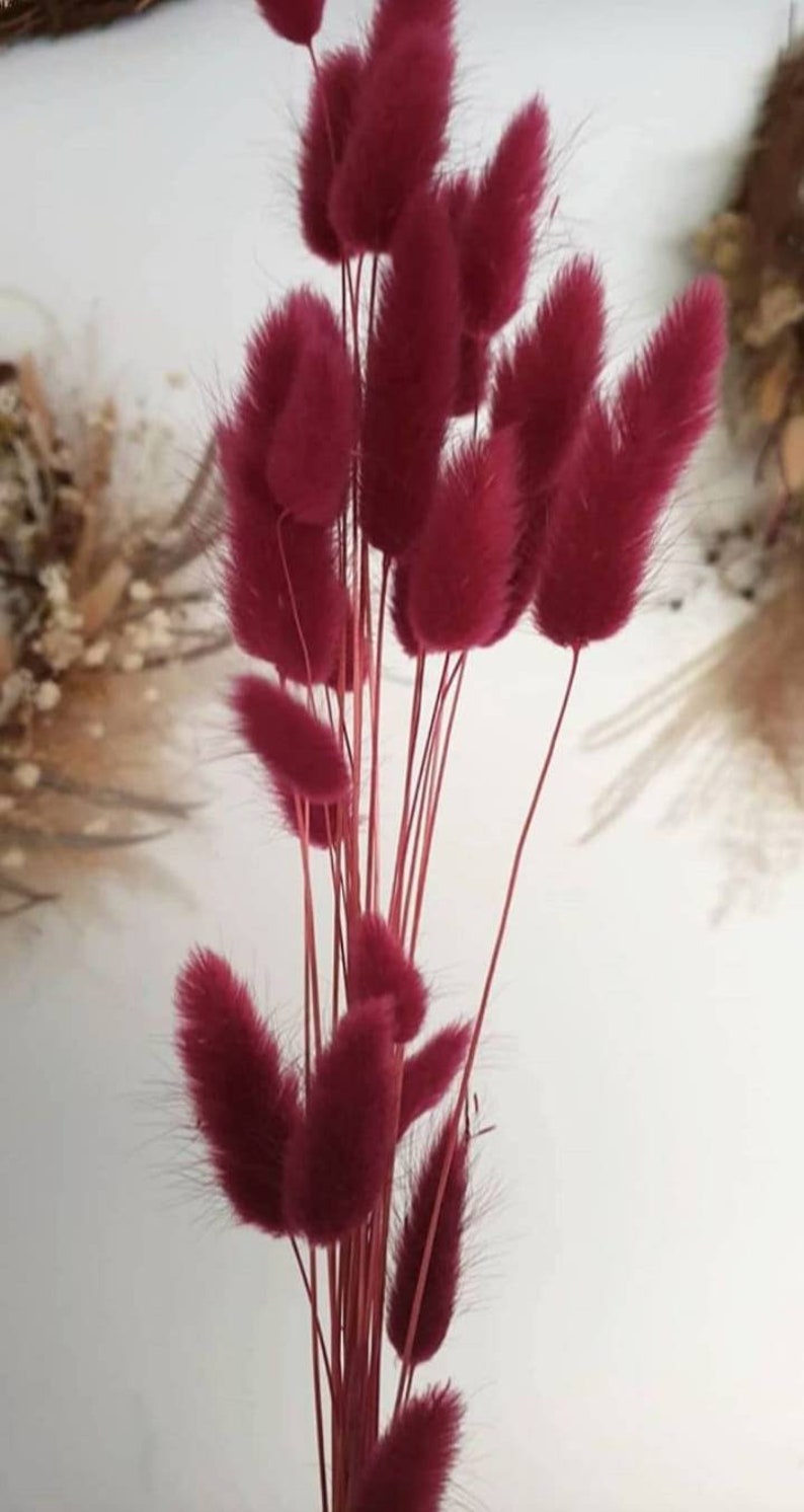 Dried bunny tails pussy tails dried flowers lagurus grass flower decoration nursery decor dried flowers bouquet dried flower bunny tail dry