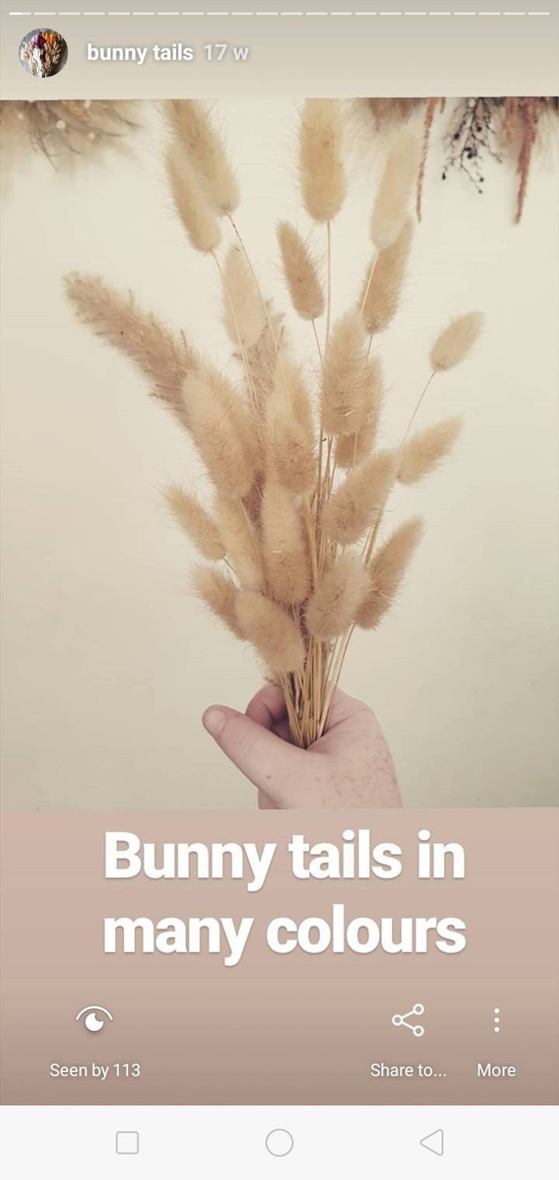 Dried bunny tails pussy tails dried flowers lagurus grass flower decoration nursery decor dried flowers bouquet dried flower bunny tail dry
