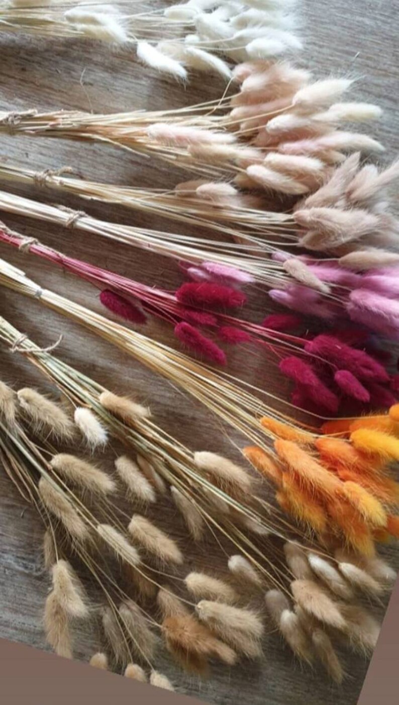 Dried bunny tails pussy tails dried flowers lagurus grass flower decoration nursery decor dried flowers bouquet dried flower bunny tail dry