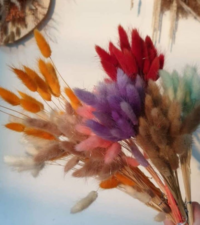 Dried bunny tails pussy tails dried flowers lagurus grass flower decoration nursery decor dried flowers bouquet dried flower bunny tail dry