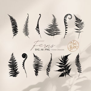 Farn Blätter, handgezeichnete botanische Grafik. Set von svg, ai und png Clipart-Dateien, digitaler Download
