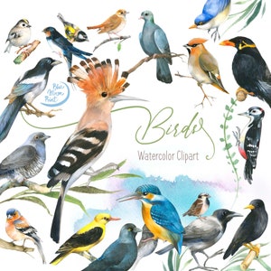 Clipart oiseaux aquarelle, illustrations peintes à la main. Ensemble de fichiers clipart PNG, téléchargement numérique
