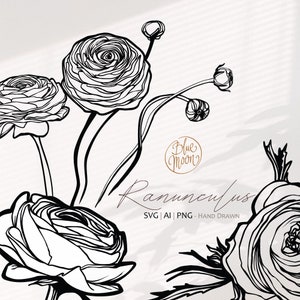 Flor Ranunculus, gráficos florales dibujados a mano. Conjunto de archivos clipart svg, ai y png, descarga digital