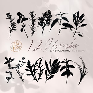 Plantas herbais, ilustrações desenhadas à mão. Conjunto de arquivos de clipart svg, ai e png, download digital