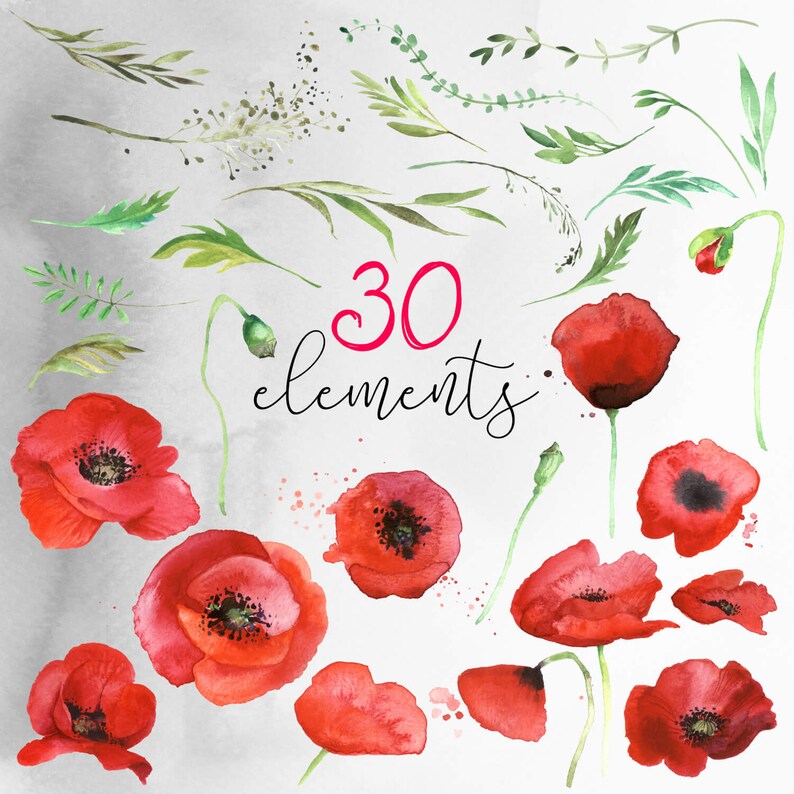 Watercolor Poppy Flower Clipart, floral illustrations, spring red poppies. Set of PNG clip art files, digital download image 2