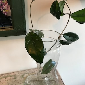 May include: A clear glass boot-shaped vase with a trailing vine plant with green leaves. The plant is growing up and over the top of the vase.