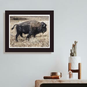 May include: A black bison walks through a field of dry grass. The bison is in the foreground of the image, and the field is in the background.