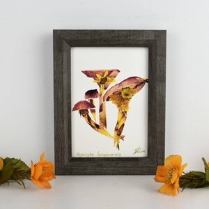 Real pressed flower print, 5x7 handmade floral art print, fungi print, mushroom print, herbarium, pressed flower artwork, mushroom art