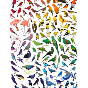 Impresión de pájaros arcoiris