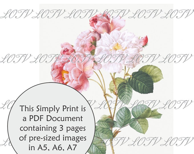 LOTV Full Colour Simply Print - Vintage Botanical Damask Rose - 3 Page PDF