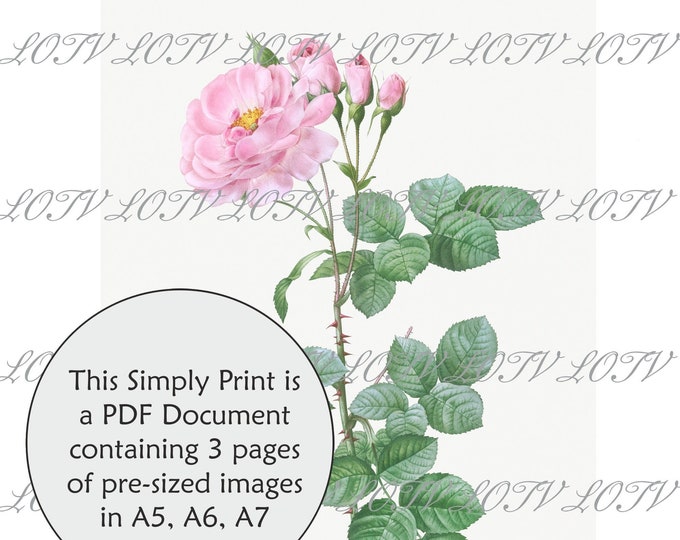 LOTV Full Colour Simply Print - Vintage Botanical Pale Pink Rose - 3 Page PDF