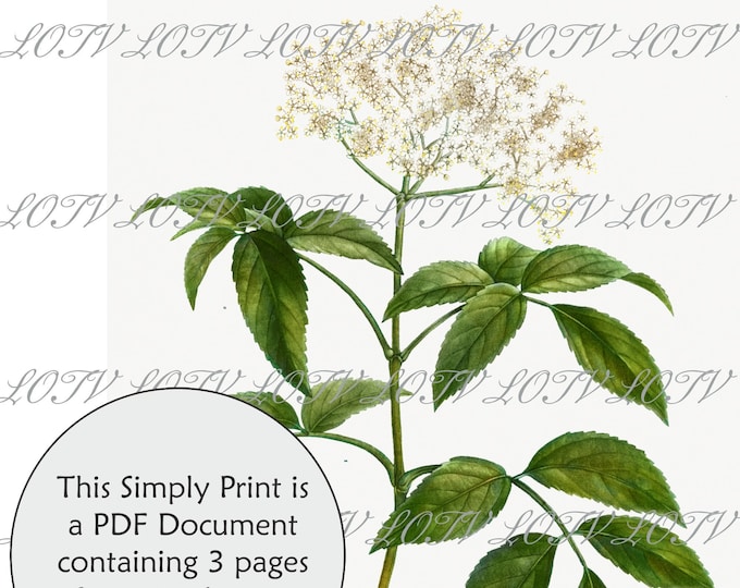 LOTV Full Colour Simply Print - Vintage Botanical Elderflower - 3 Page PDF