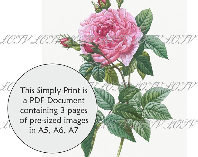 LOTV Full Colour Simply Print - Vintage Botanical Royal Rose - 3 Page PDF