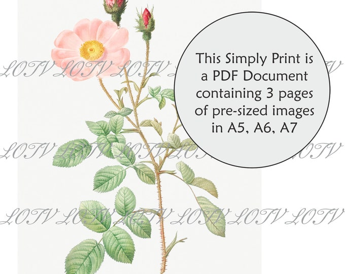 LOTV Full Colour Simply Print - Vintage Botanical Peach Rose - 3 Page PDF