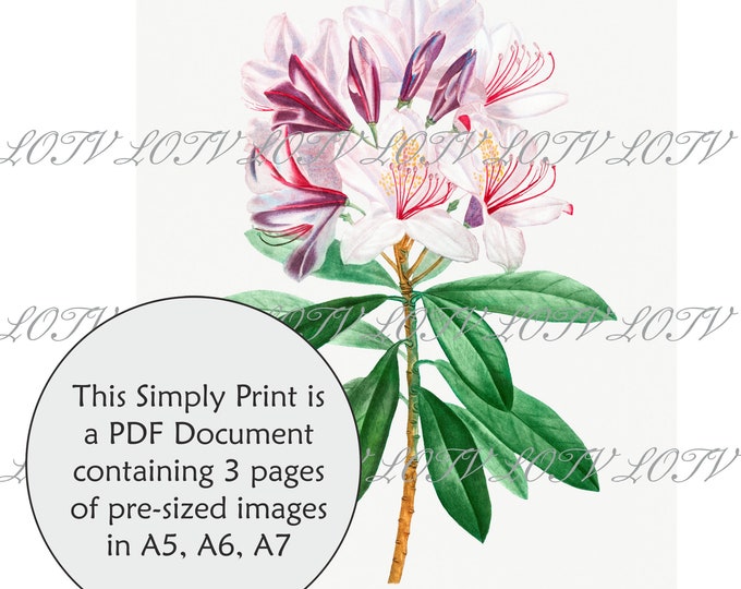 LOTV Full Colour Simply Print - Vintage Botanical Rhododendron - 3 Page PDF
